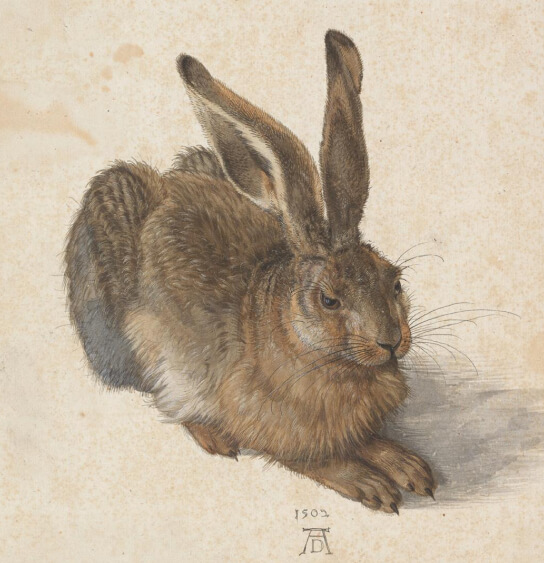 durer the hair painting