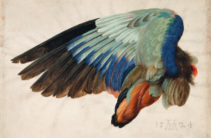 durer wing study